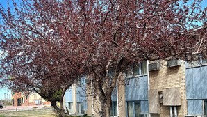 A bench on a sidewalk with a tree in the foreground and a building in the background. - Americas Best Value Inn Laramie (Laramie)