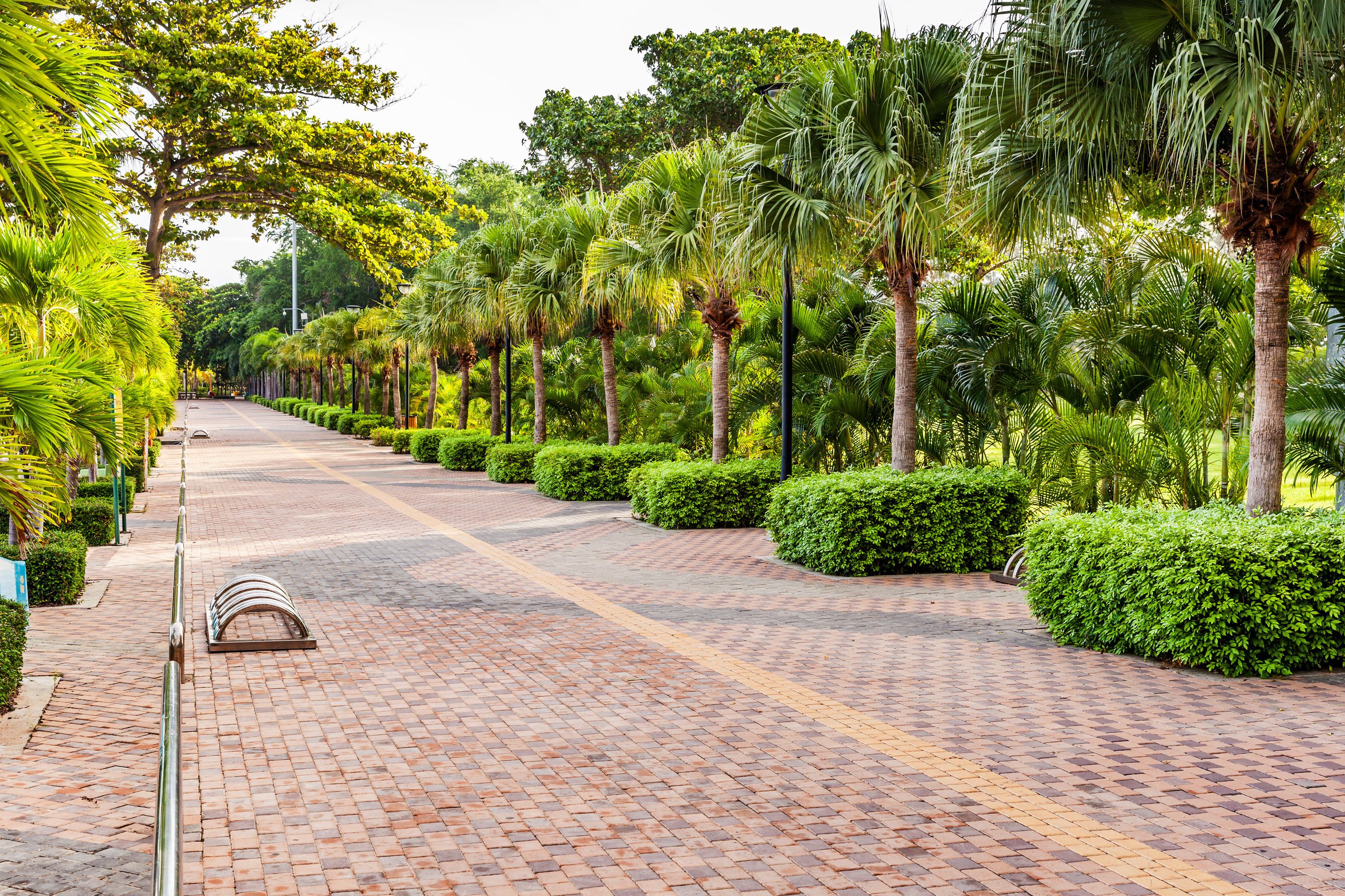 A paved pathway lined with palm trees and neatly trimmed bushes, leading to a distant building.