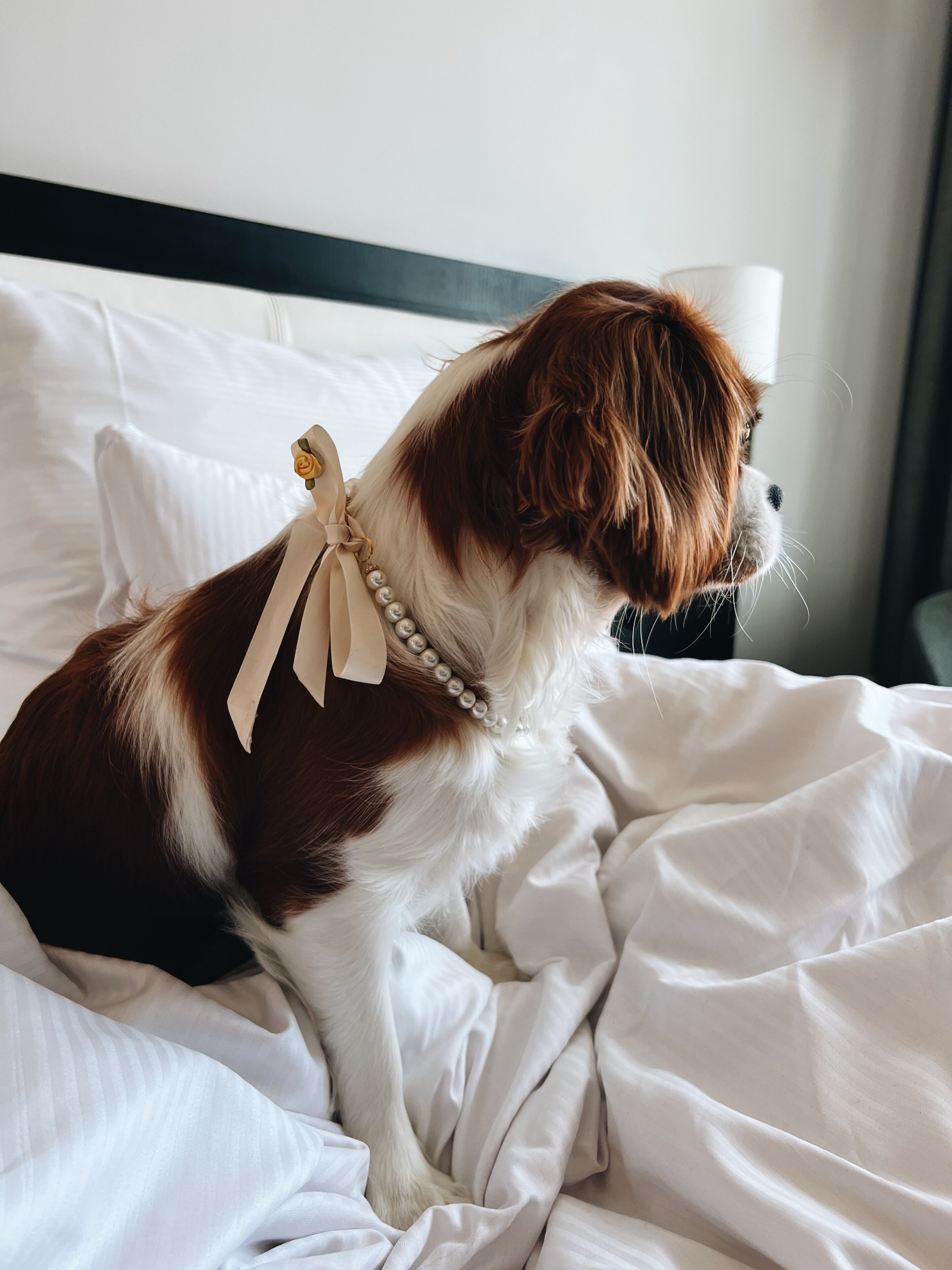 Un chien portant un collier de perles, assis sur un lit aux draps blancs.