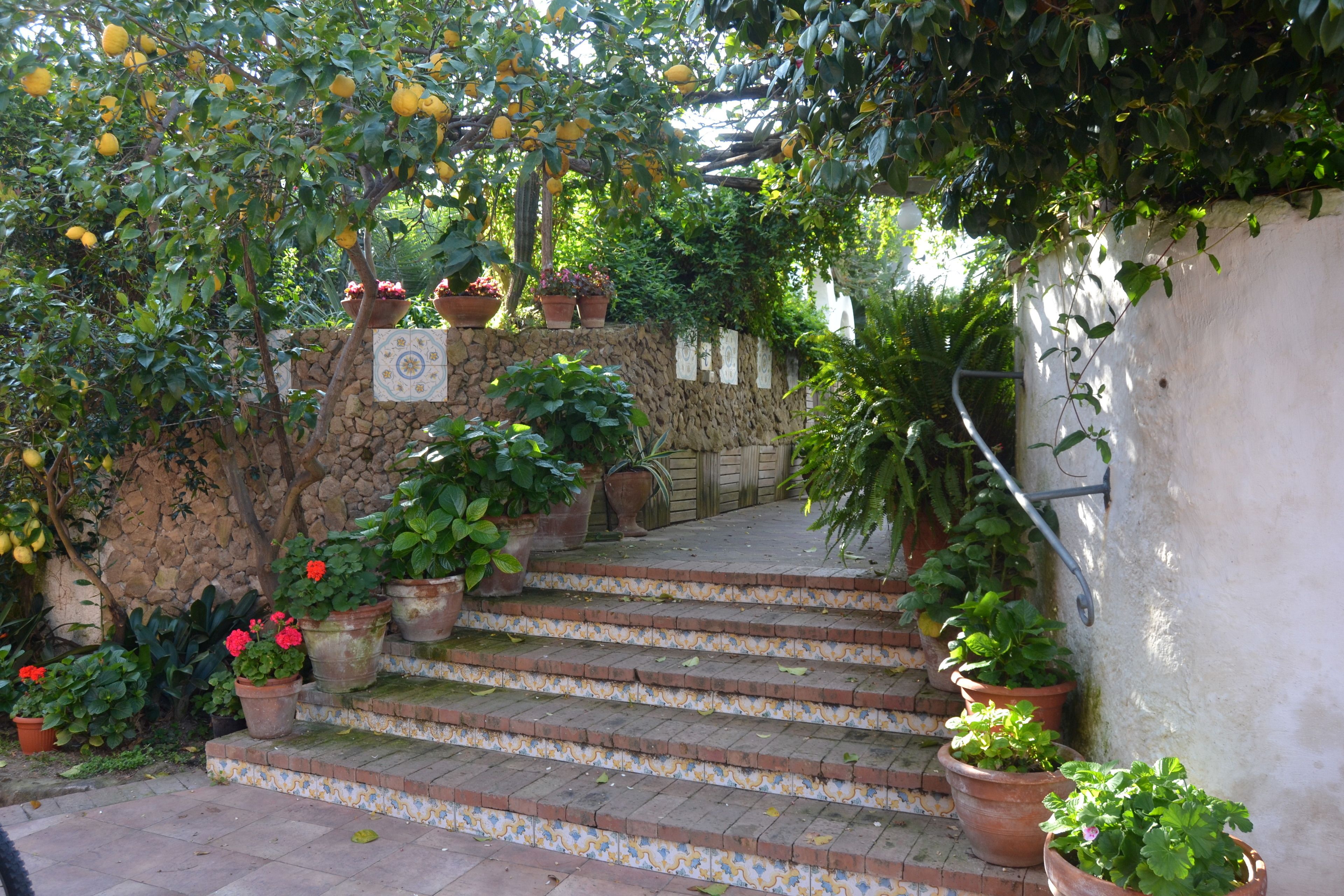 A stone staircase leading up to a garden area with potted plants and a pergola with hanging lemons.