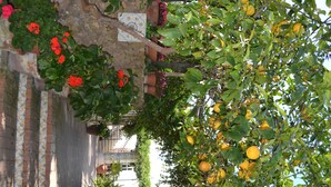 A garden with potted plants and a tree bearing yellow fruit. - Hotel Tirreno Residence (Procida)