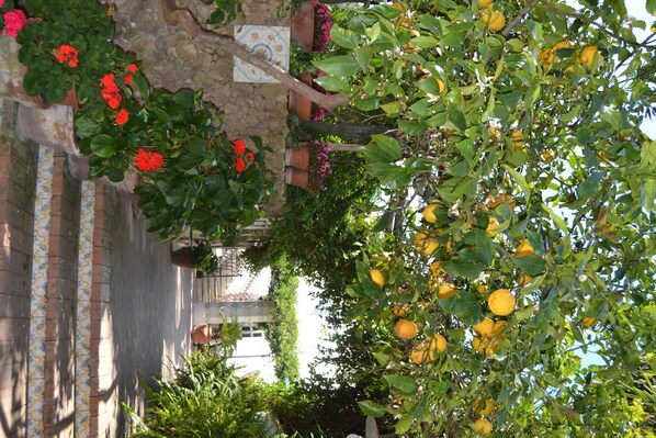 Garden - Hotel Tirreno Residence (Procida)
