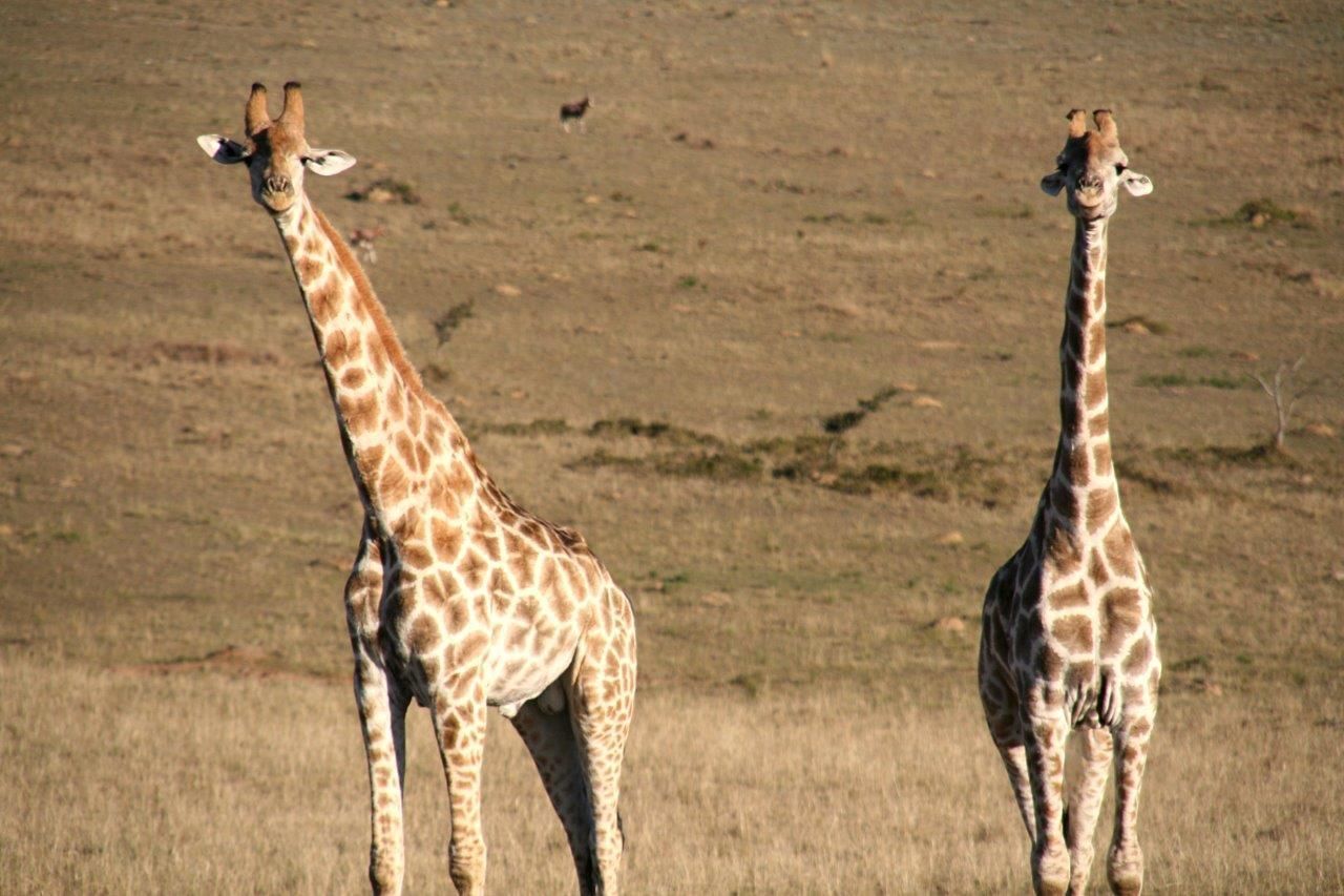 Duas girafas em um campo gramado.