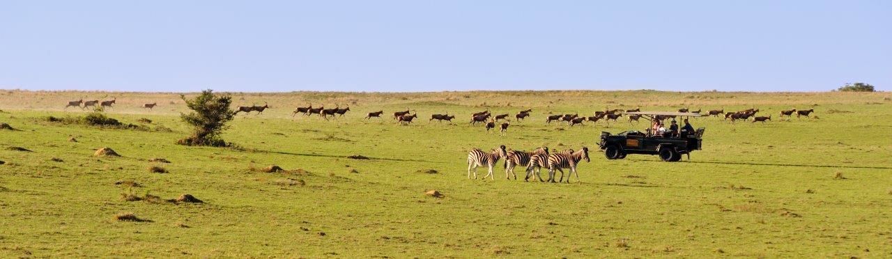 Un véhicule de safari transportant des passagers qui observent la faune dans un champ herbeux.