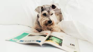 Um cão deitado numa cama com uma revista.