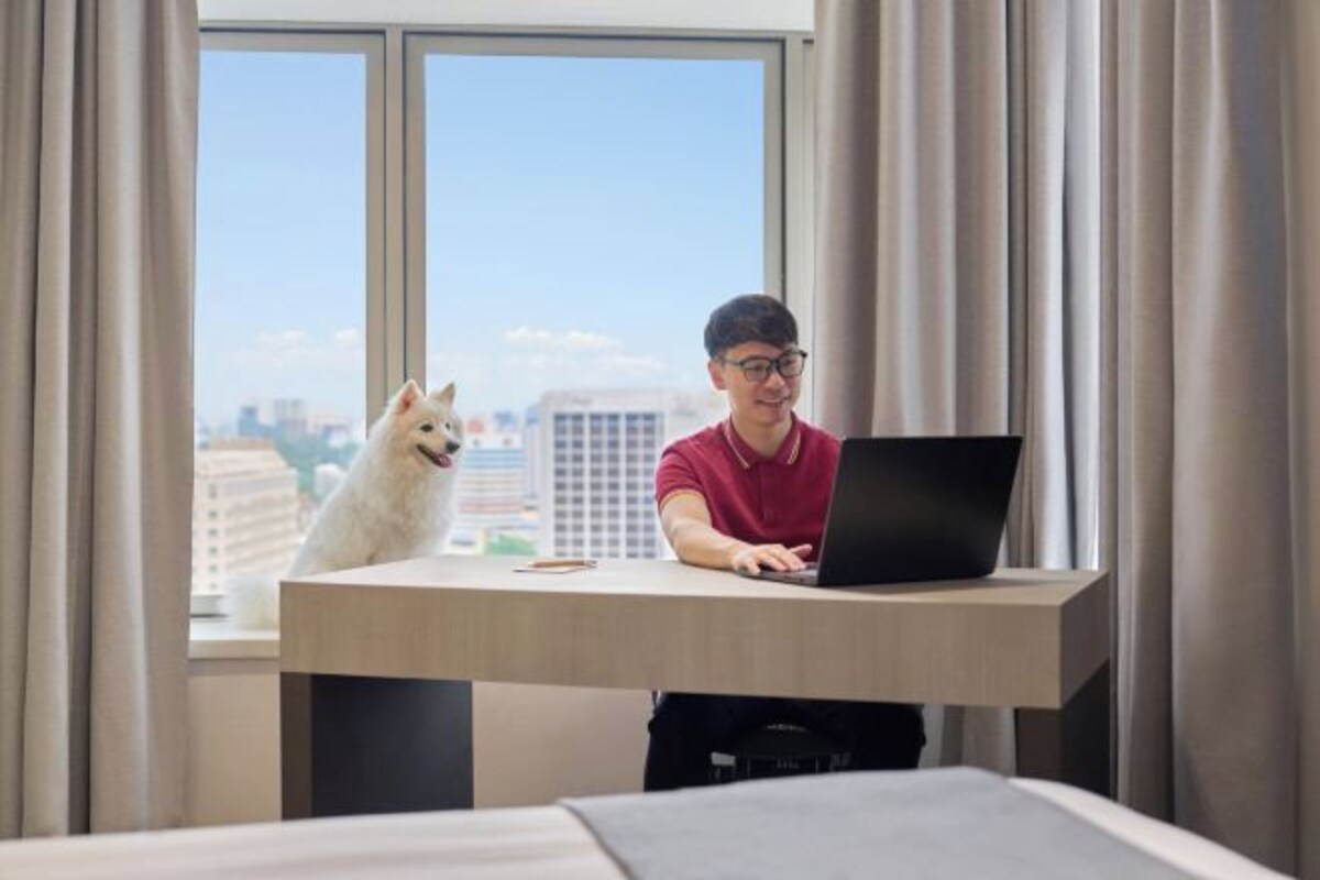 Eine Person sitzt an einem Schreibtisch mit einem Laptop, einem weißen Hund, und blickt durch einen mit Vorhängen drapierten Fenster auf eine Stadtansicht.