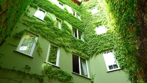 A building with multiple windows partially obscured by green ivy.