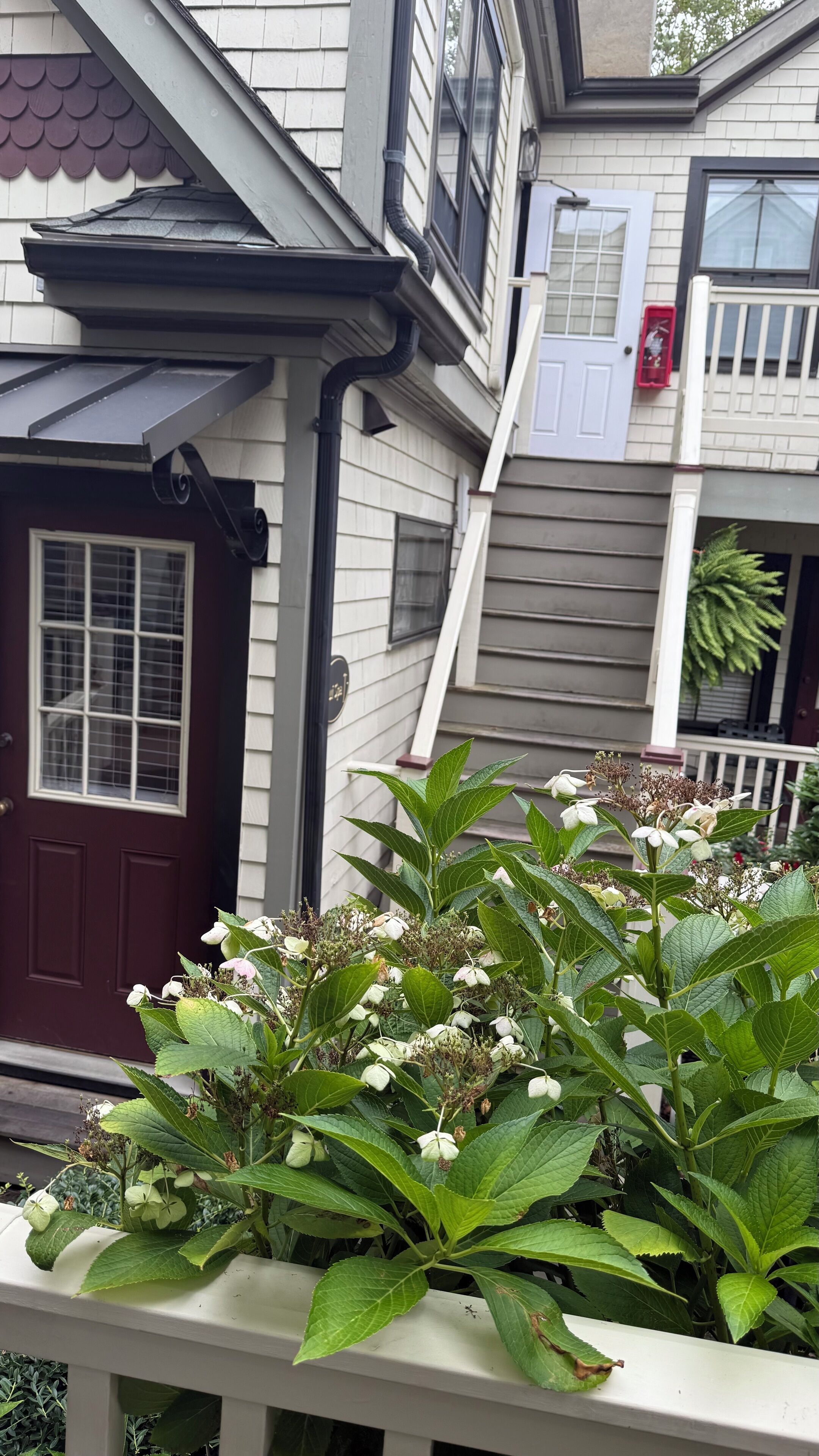 A house with a dark brown front door, white siding, and a small porch with green plants.