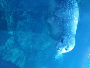 Een zeehond zwemt onder water.