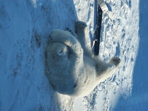 Een ijsbeer ligt op een met sneeuw bedekte ondergrond.