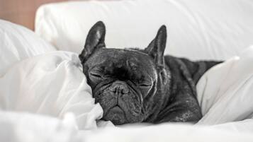 A black dog sleeping on a bed with white bedding.