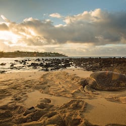 Plage