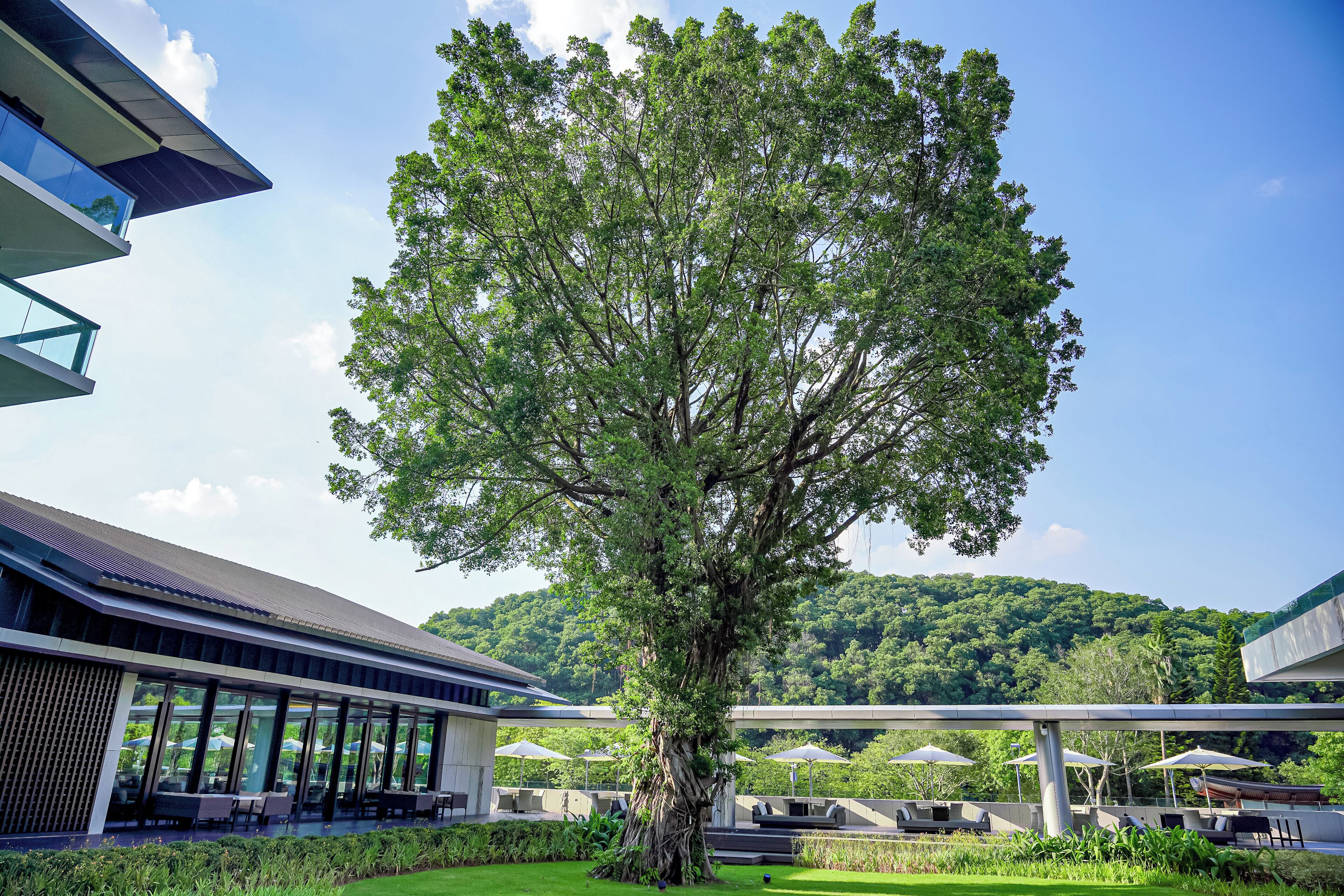 A modern building with a large tree in front, outdoor seating, and a view of a forested hill.