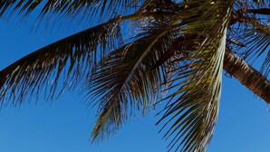 Una playa con sillones de playa y sombrillas, un camino y una palmera.