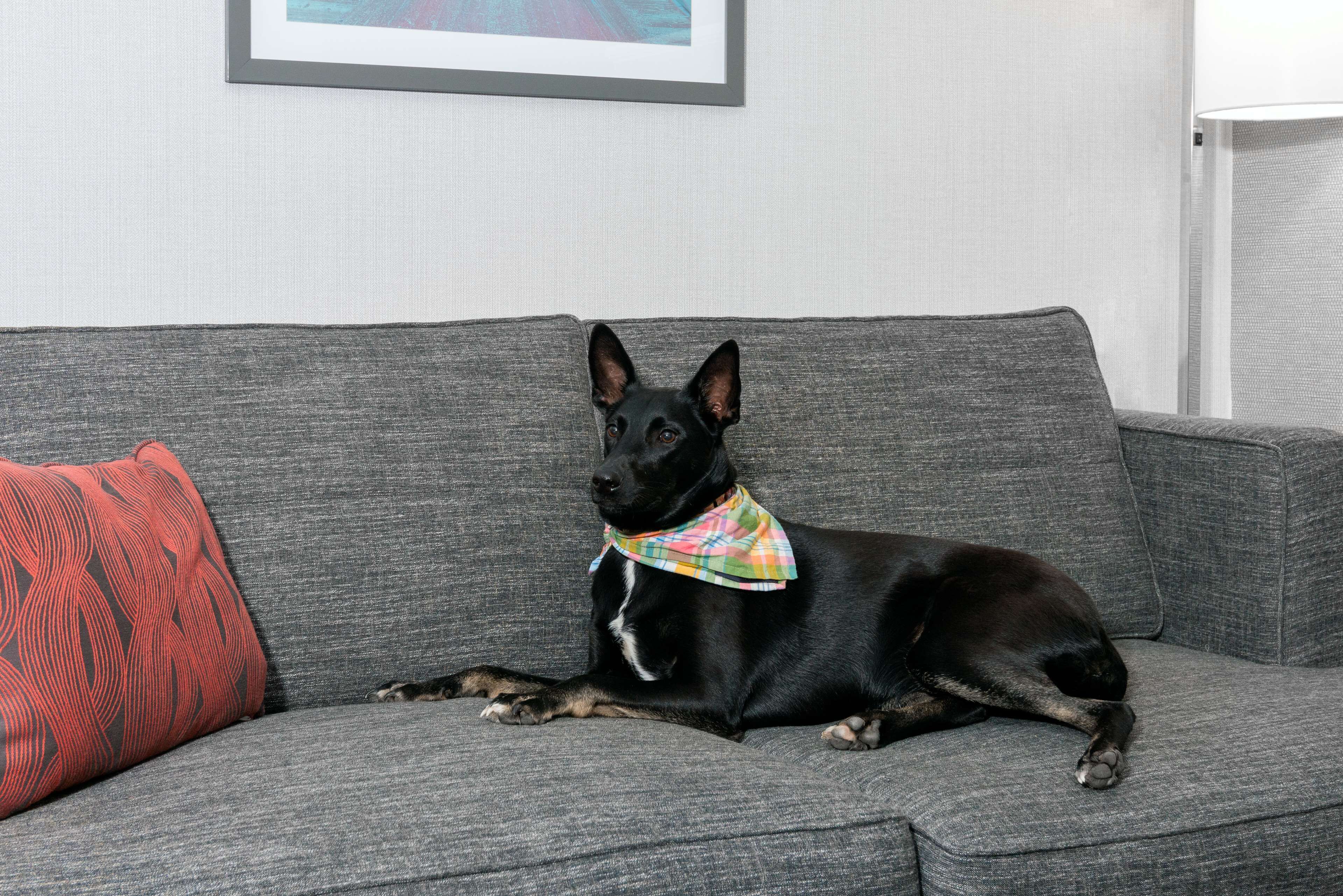 hypo-allergenic bedding, desk, blackout curtains, iron/ironing board