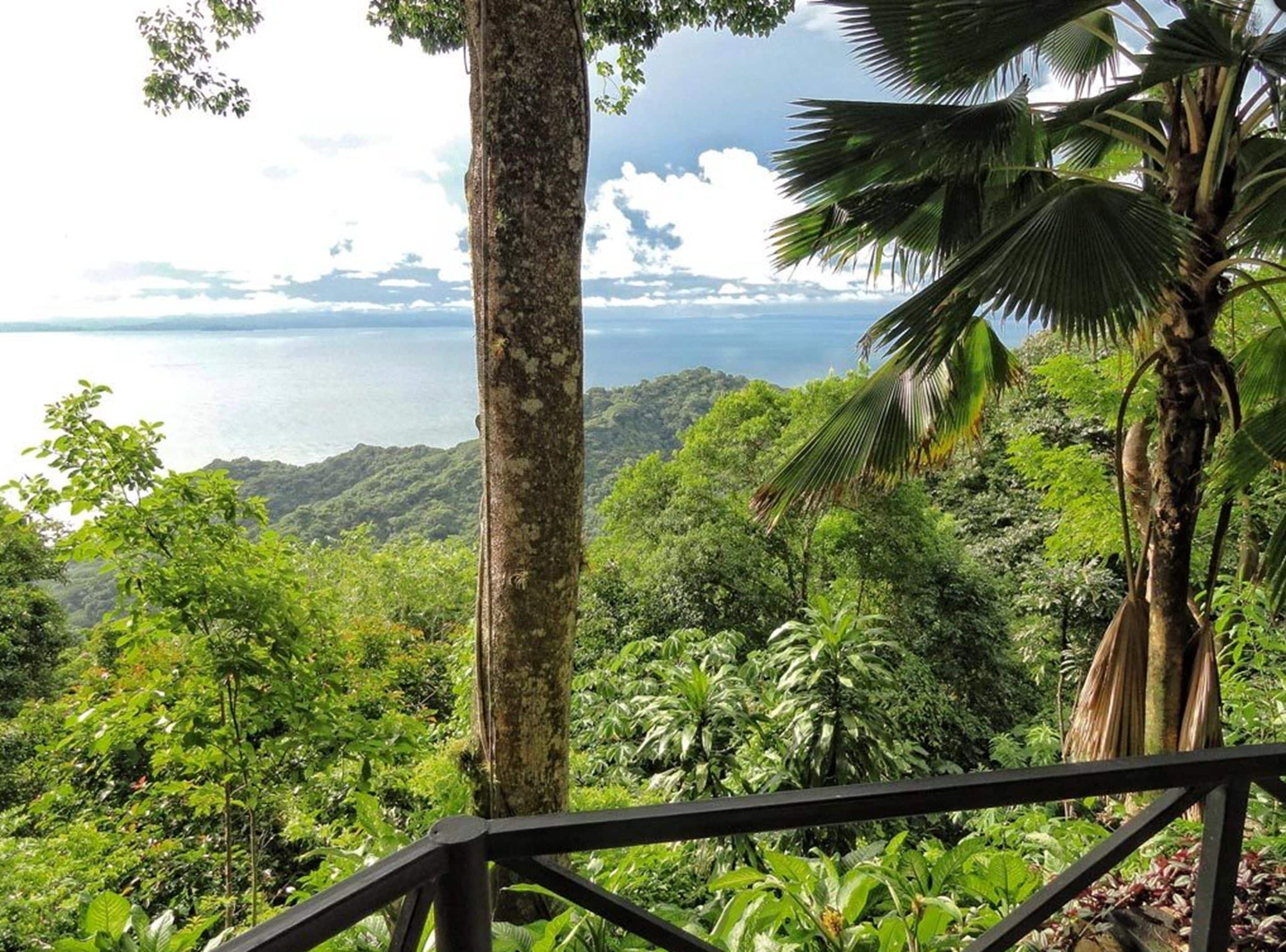 A lush tropical landscape with a view of the ocean.