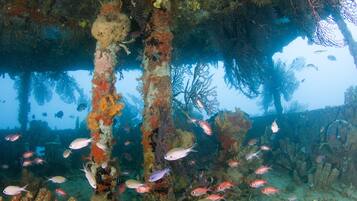 An underwater scene with coral formations and various fish species.