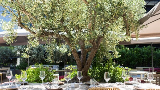 An outdoor dining area with a table set for four, surrounded by wicker chairs and a large olive tree. - Hotel Aravaca Village (Madrid)