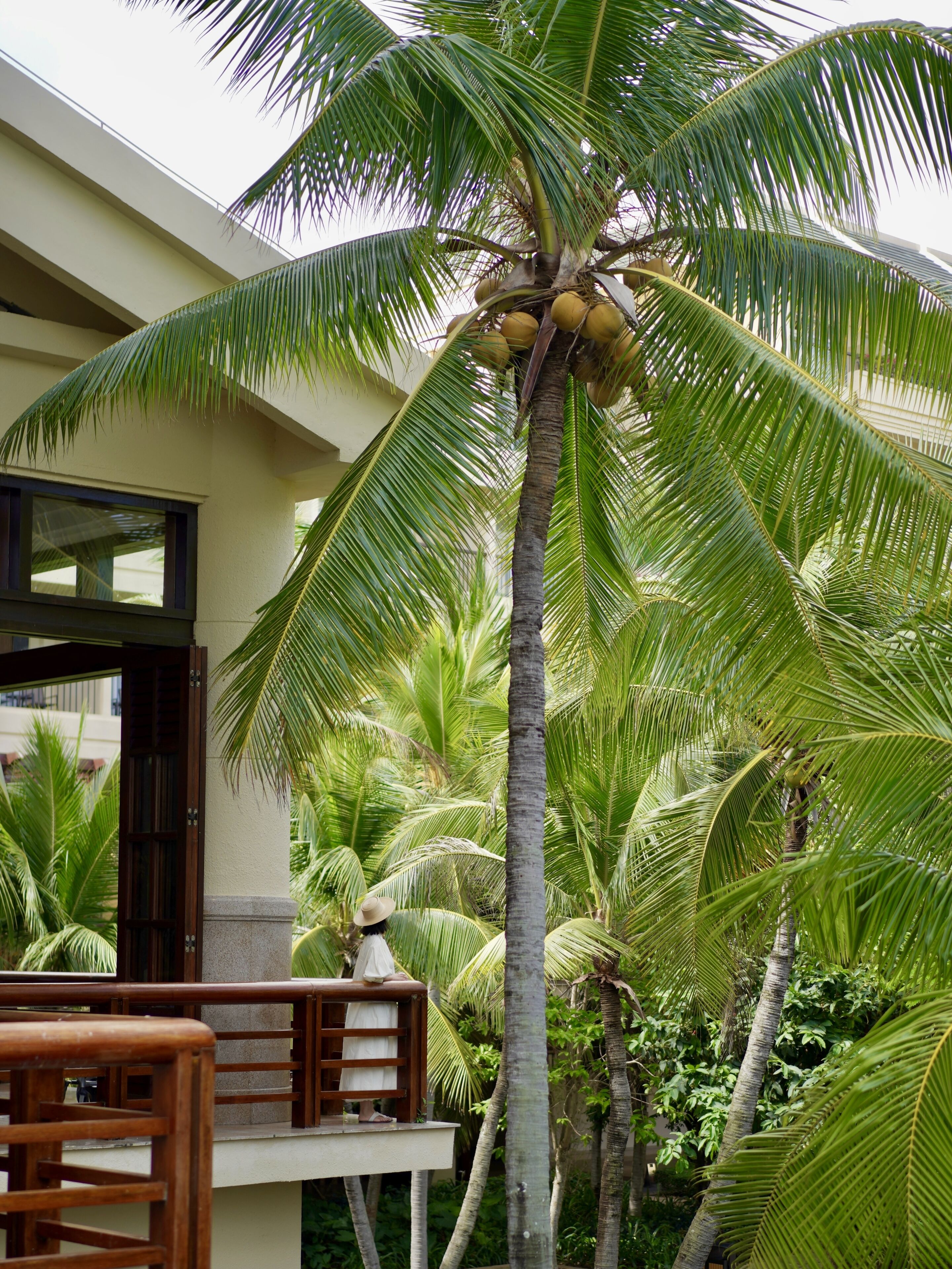 Un espacio tropical al aire libre con una palmera, un banco de madera y un edificio con balcón.