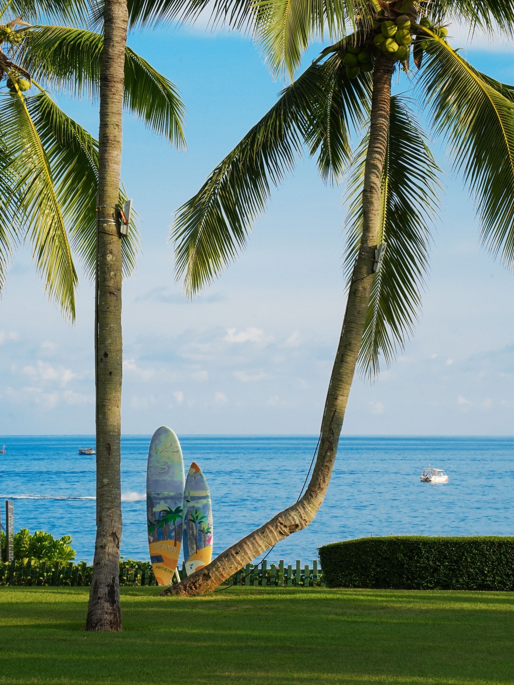 A coastal scene with palm trees, a grassy area, and two surfboards leaning against a tree.
