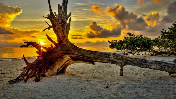 Una playa con un gran tronco de árbol caído en primer plano y una puesta de sol al fondo.