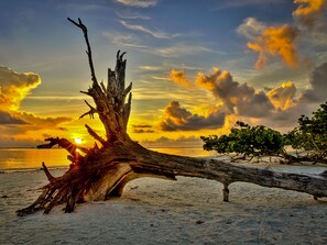 A beach with a large fallen tree trunk in the foreground and a sunset in the background.