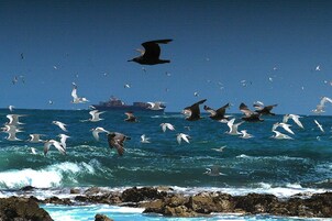 Paisaje costero con aves volando sobre el agua y rocas al frente.