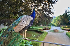 Jardín