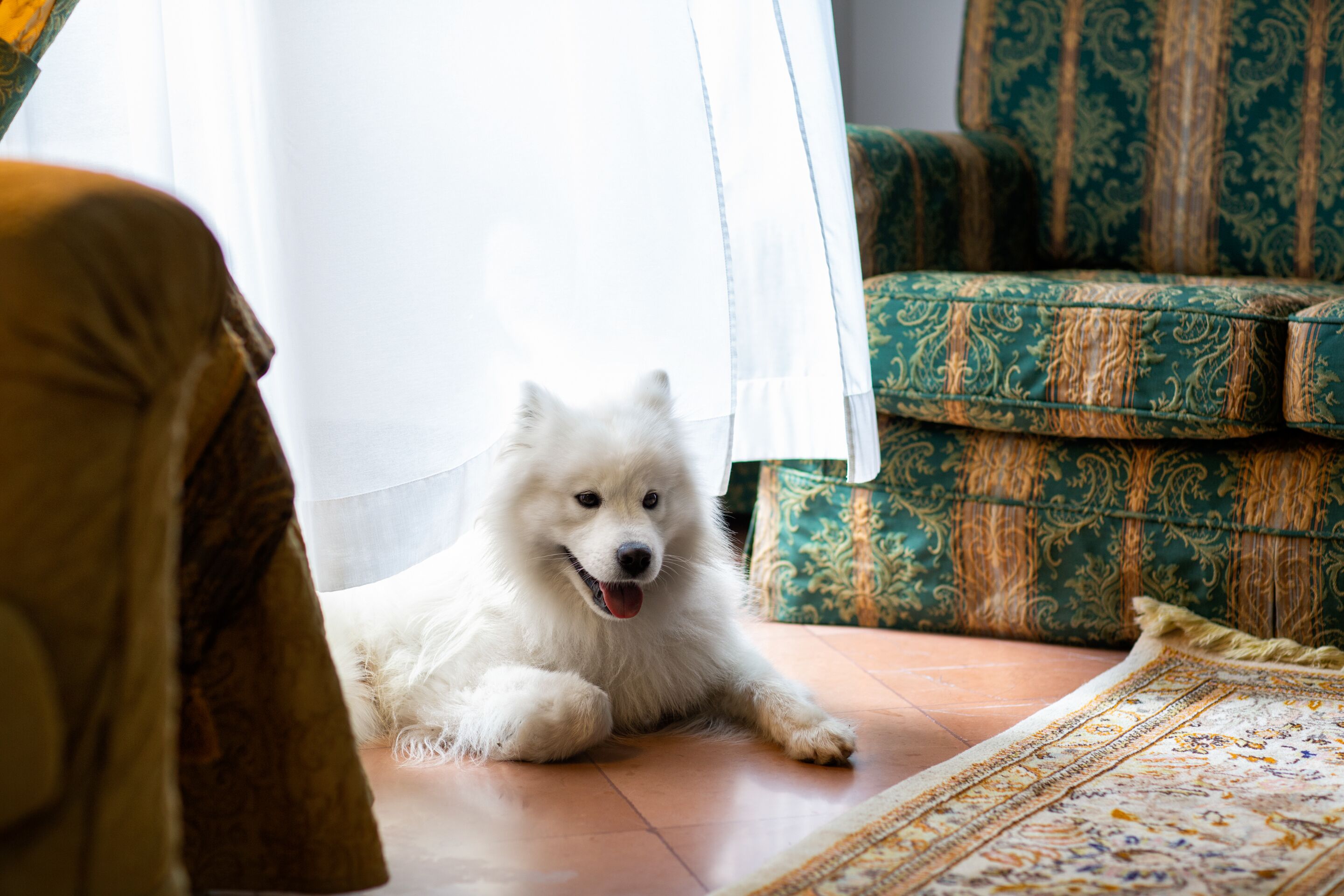 Un perro blanco y esponjoso recostado sobre un suelo de baldosas en una habitación con tapicería verde y marrón estampada y una alfombra con diseño.