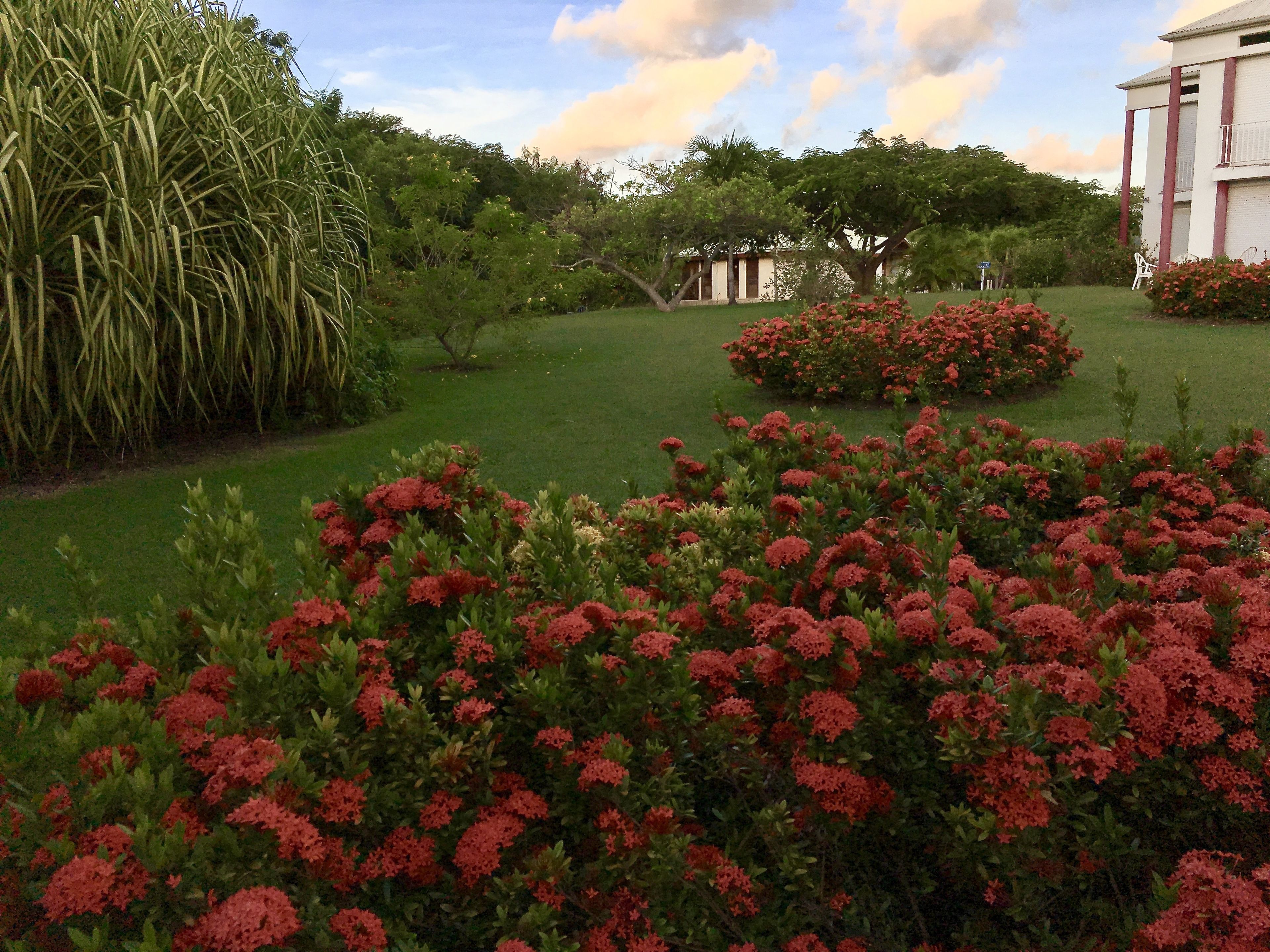 A well-maintained garden with red flowering shrubs and a variety of trees.