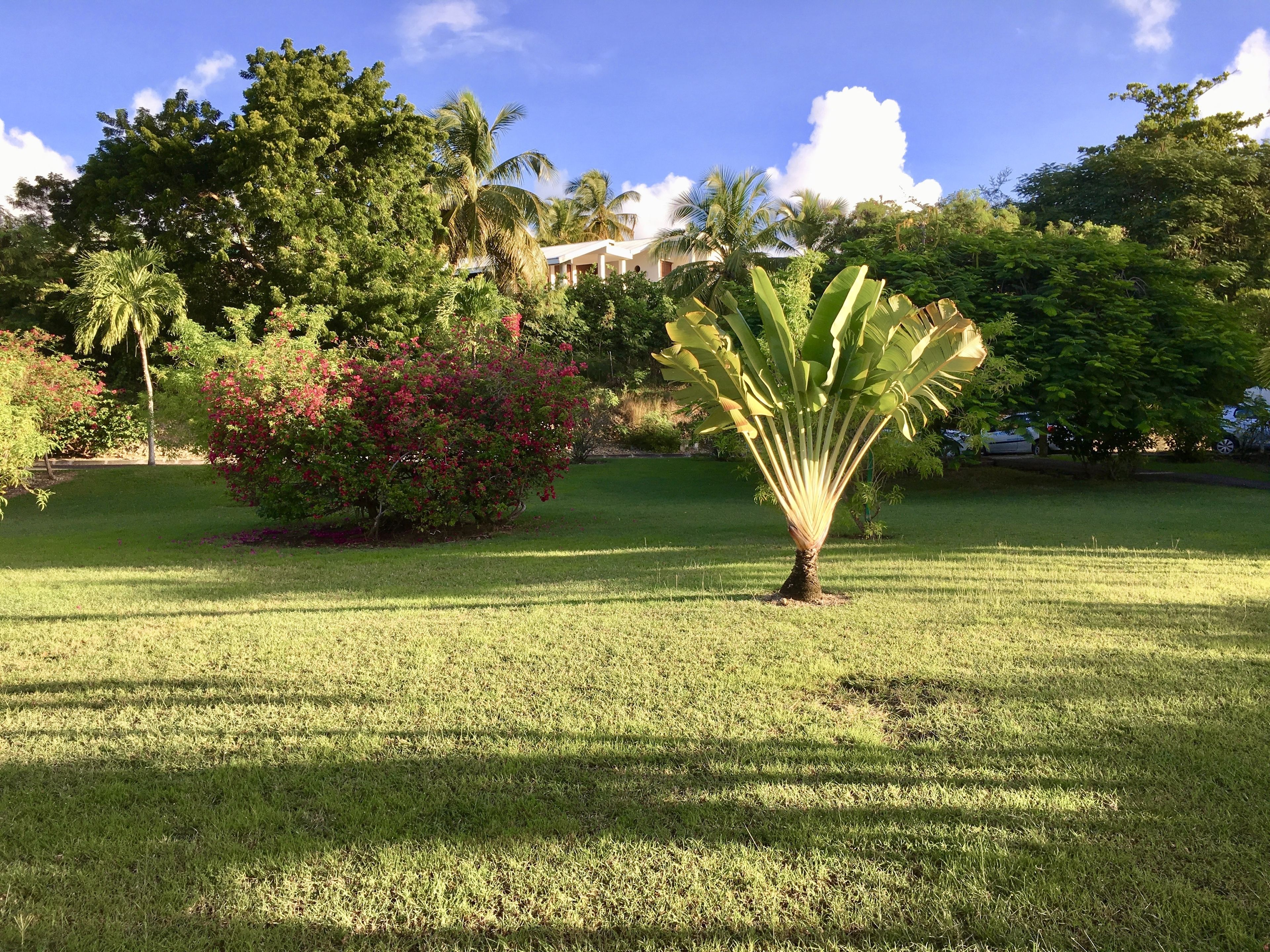 Un área verde y cuidada con una palmera destacada y diversos arbustos, algunos con flores rosadas.