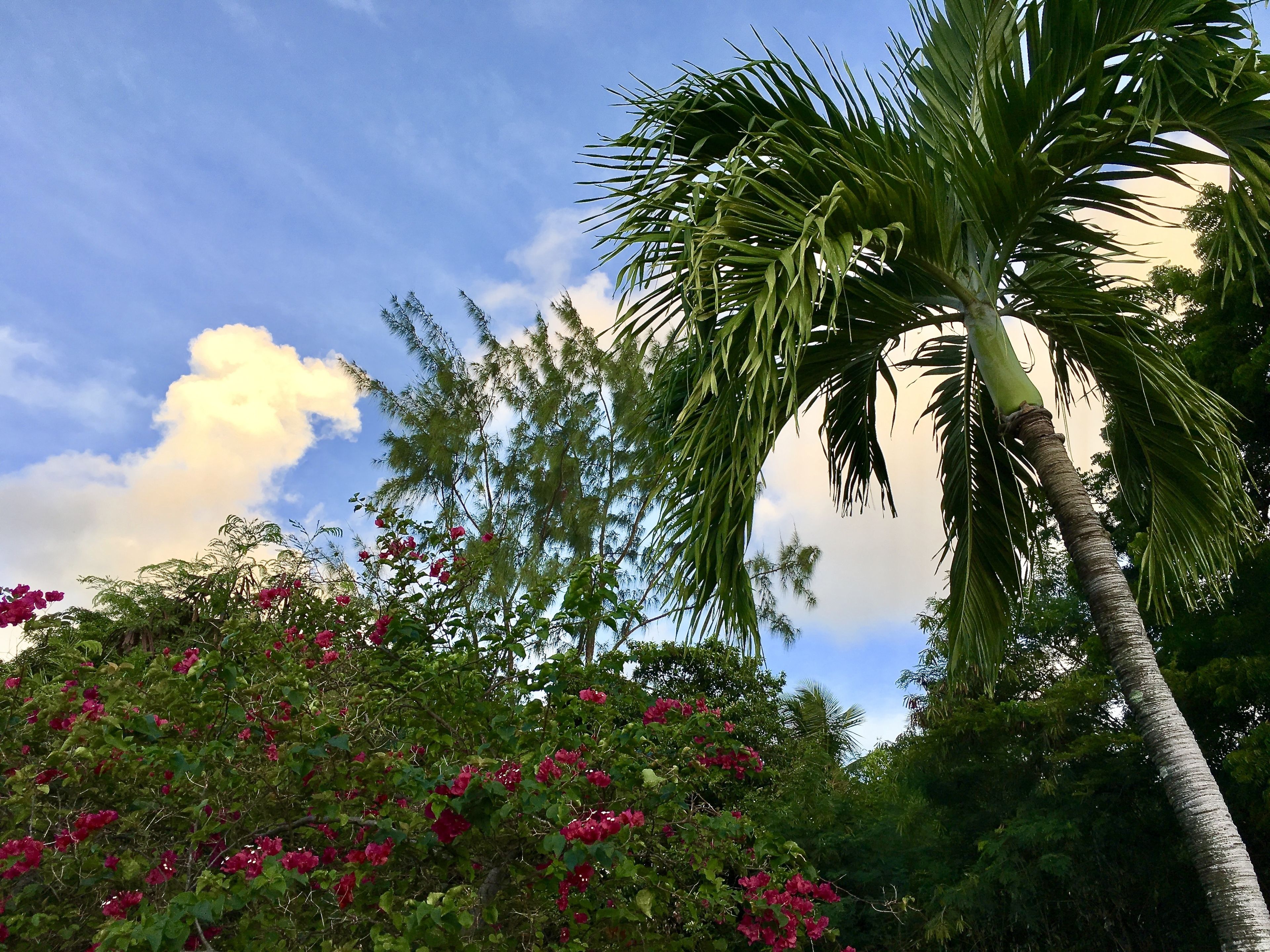Un paisaje tropical con una palmera y flores rosadas.
