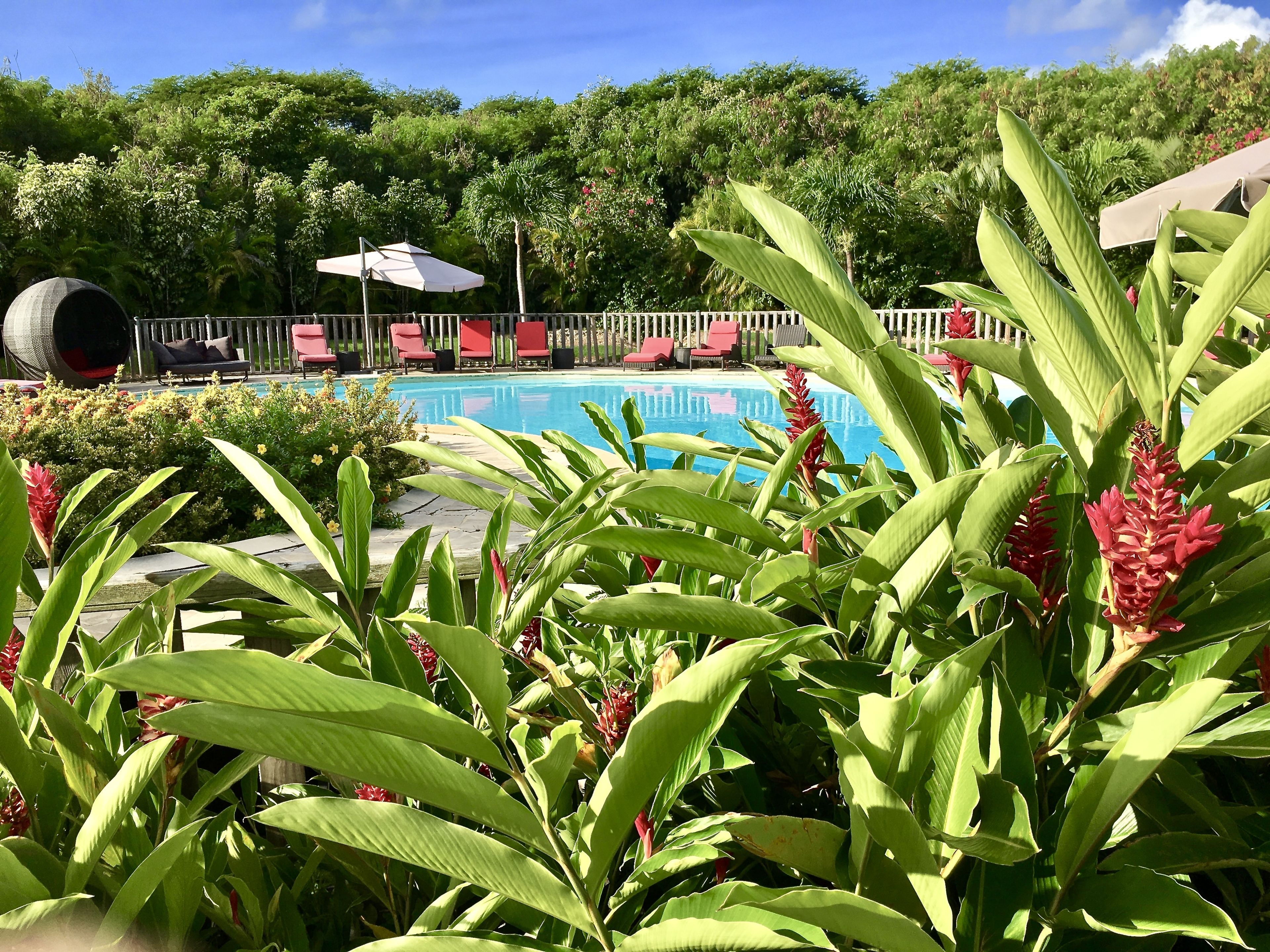 Un espace piscine avec des chaises rouges et un parasol blanc, entouré d’une végétation luxuriante.