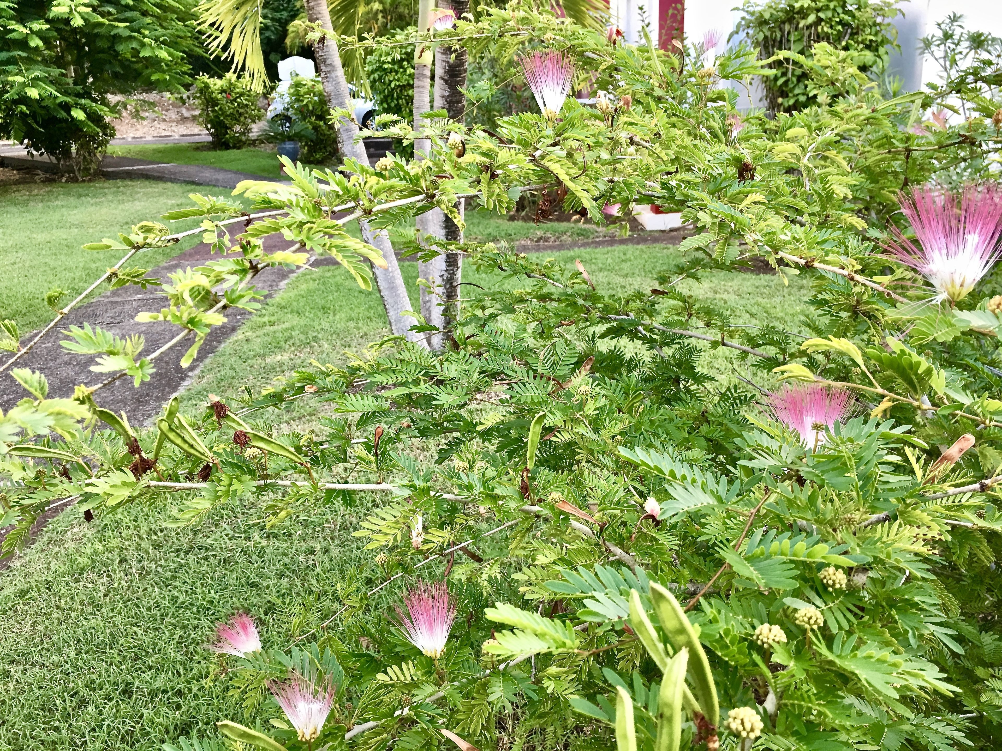 A garden with various plants and trees, including some flowering plants with pink and white blooms.
