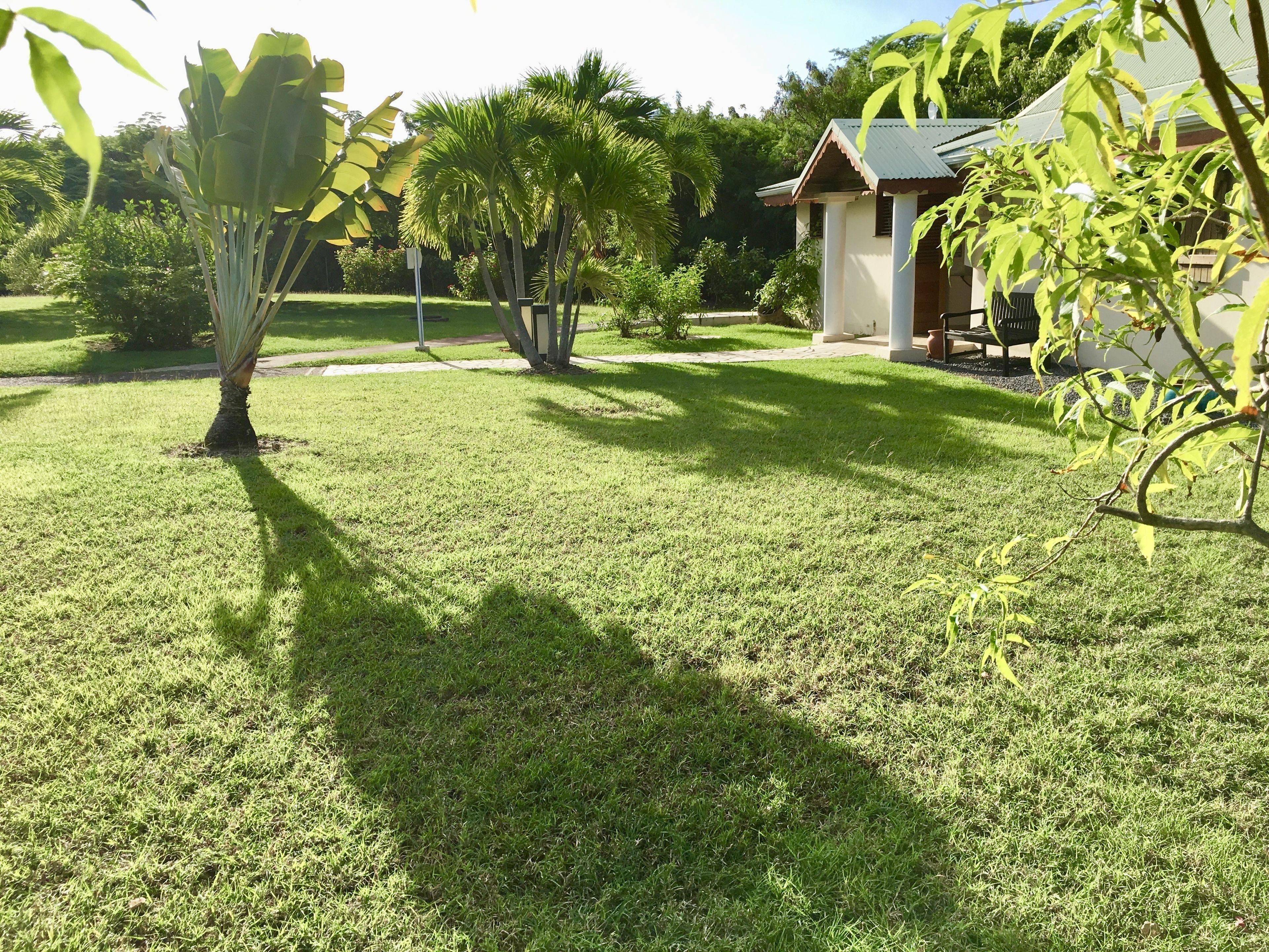Ein gepflegter Rasen mit einem kleinen Baum und einem Haus im Hintergrund.