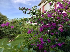 Vườn