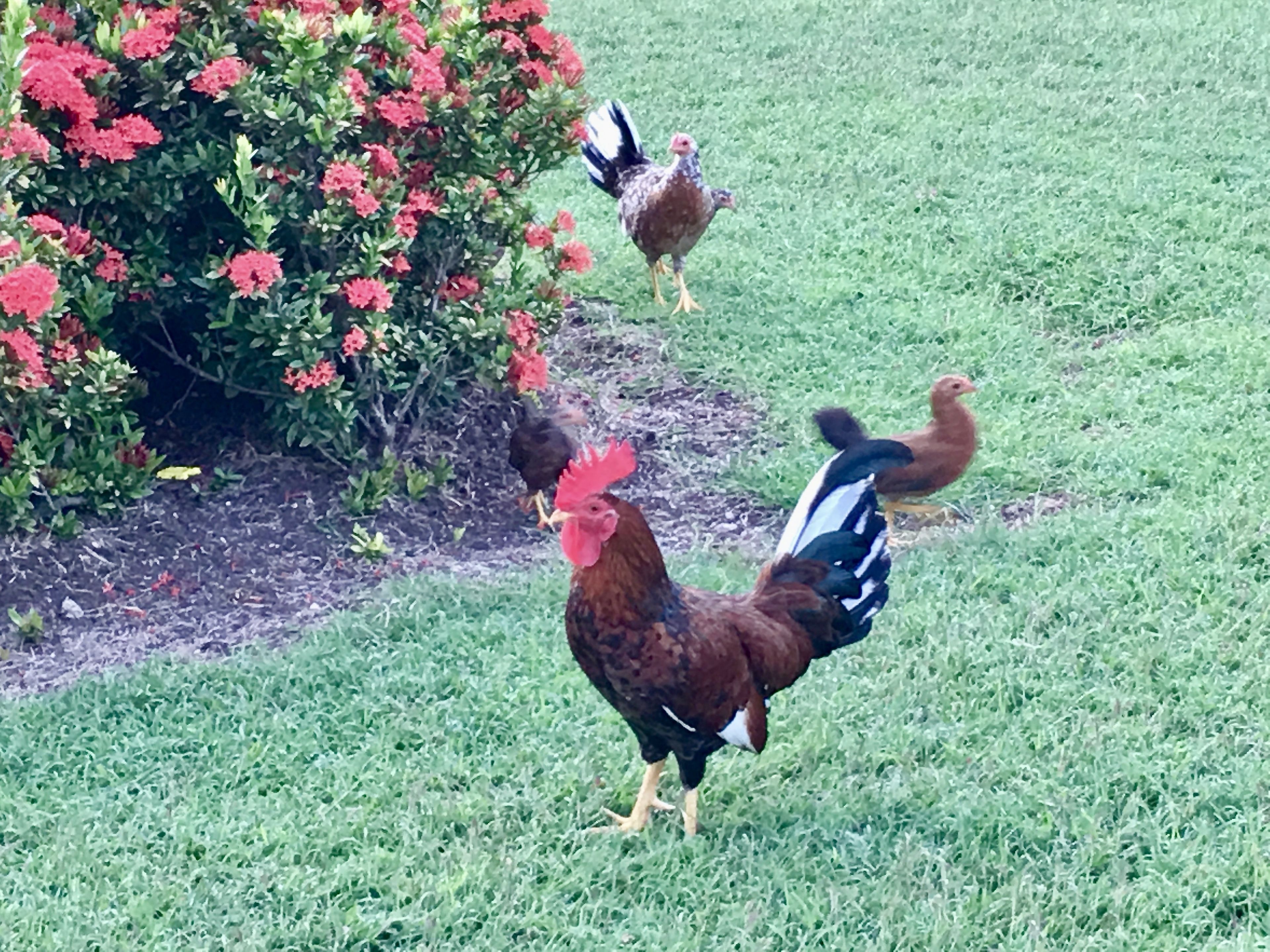 Two chickens walking on a grassy lawn with a bush of red flowers in the background.