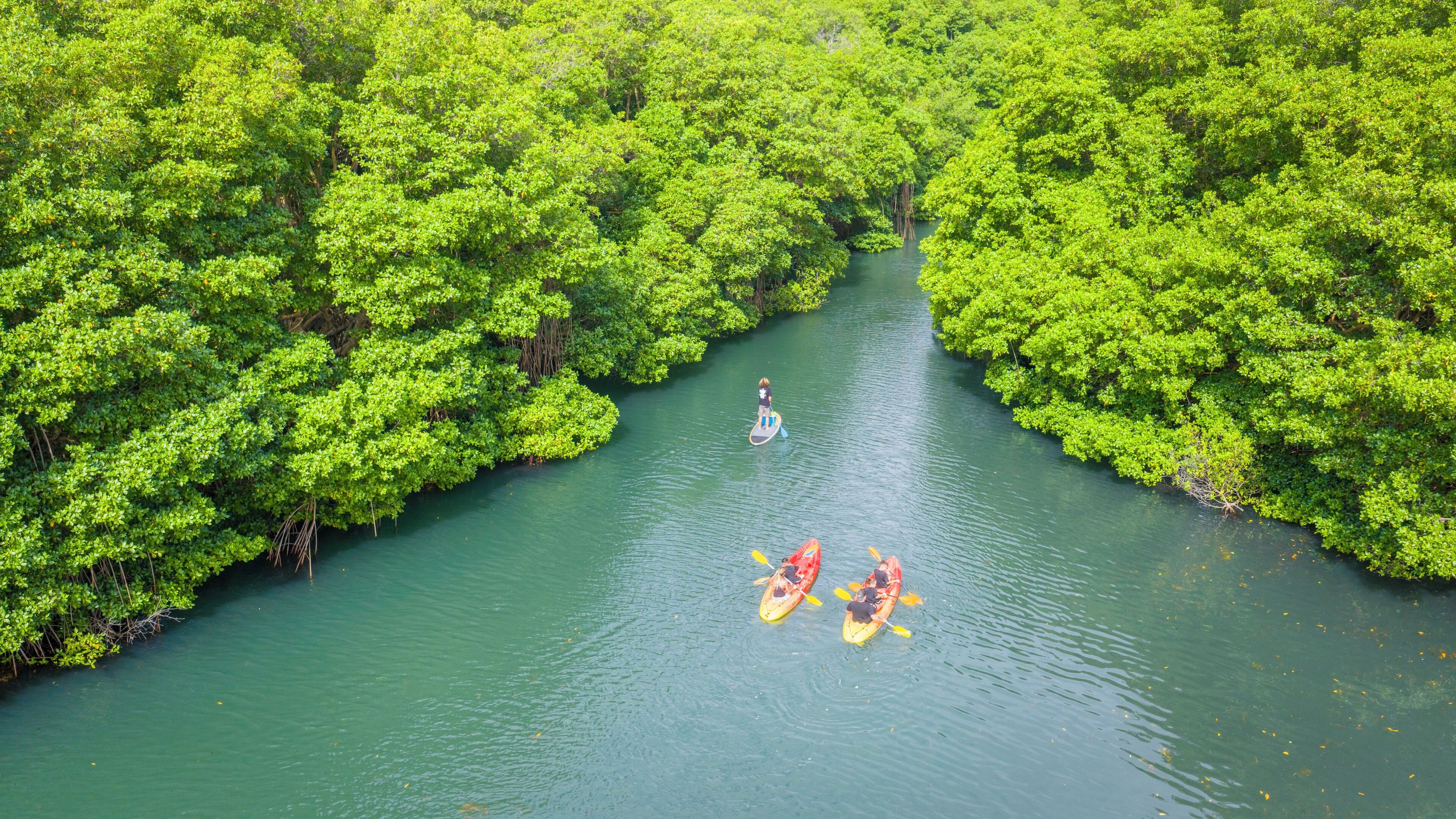 Ein Fluss, umgeben von dichtem Grün.