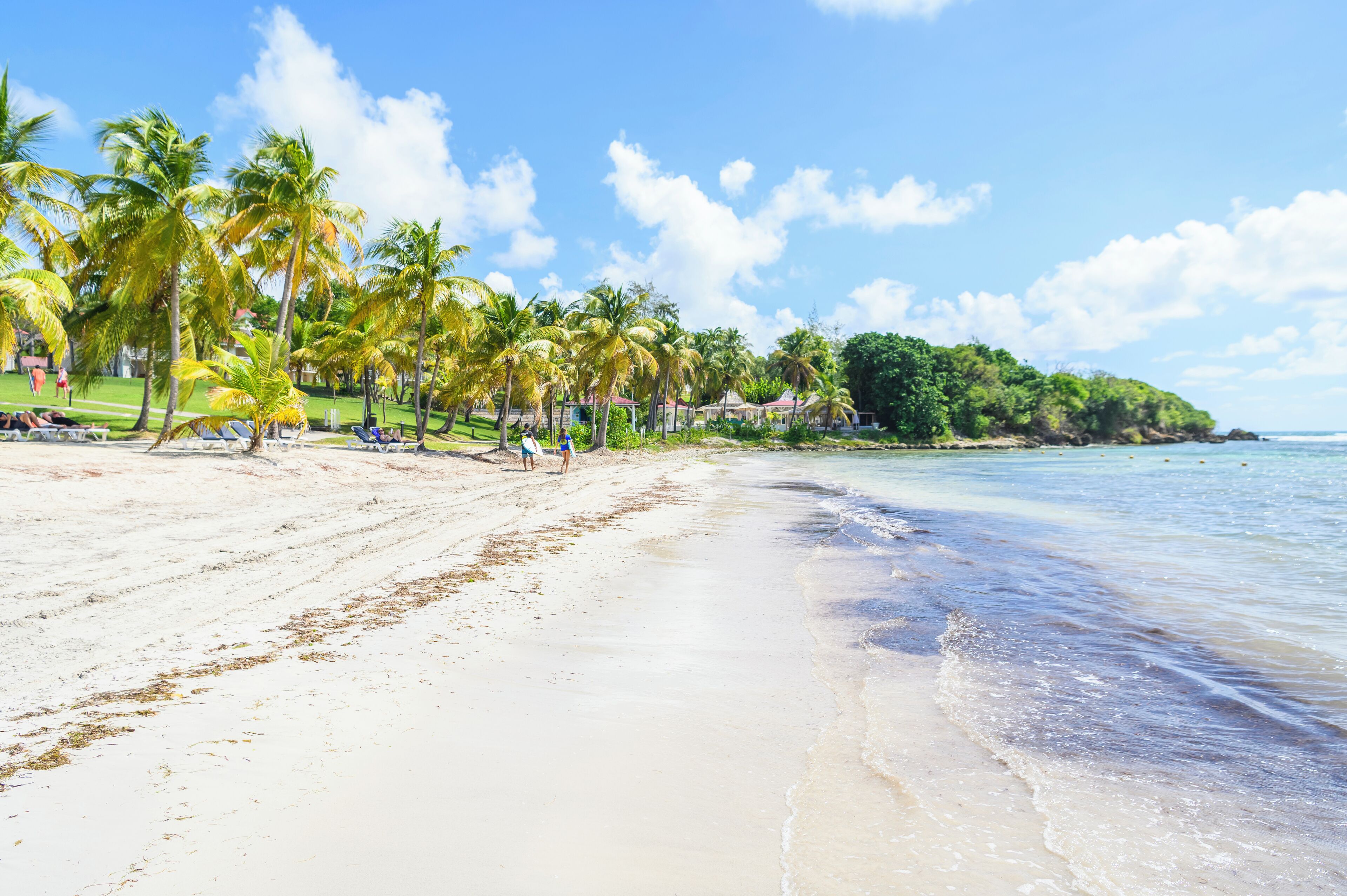 A beach with palm trees, a clear sky, and a calm sea.