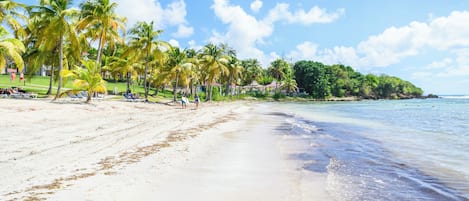 Ein Strand mit Palmen, strahlend blauem Himmel und ruhiger See.