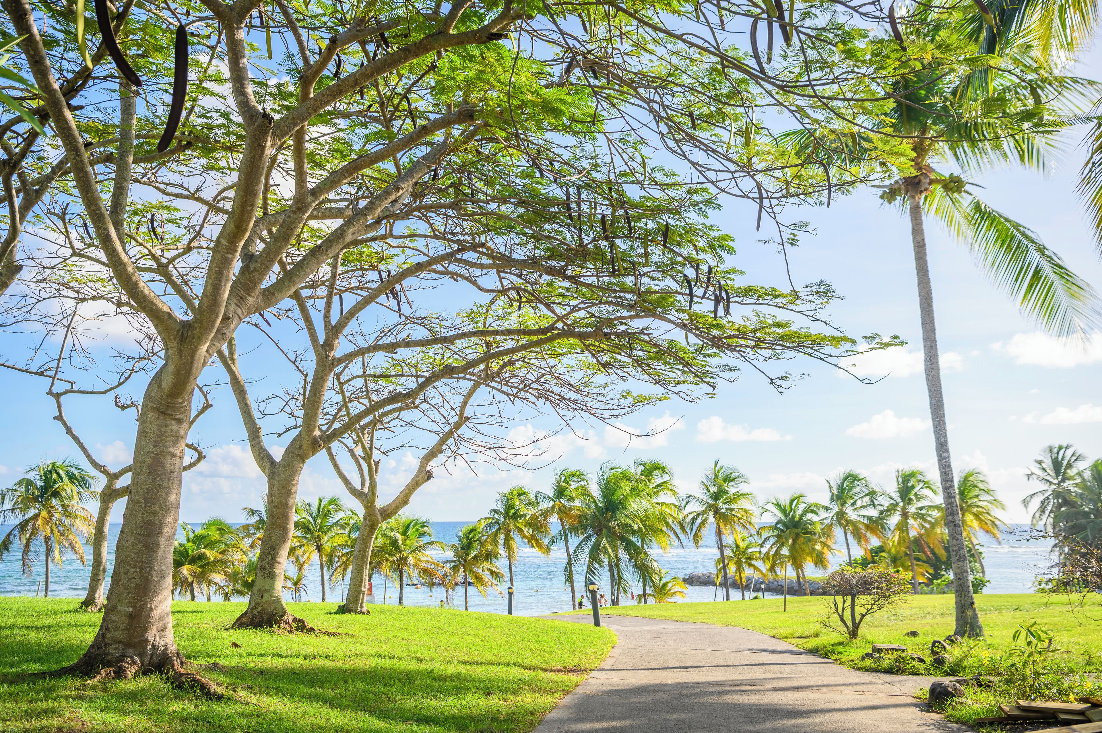A pathway leading to a beach with palm trees and a clear view of the ocean.