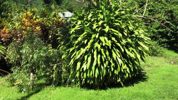 A lush garden with a variety of plants and trees, including a prominent palm tree.