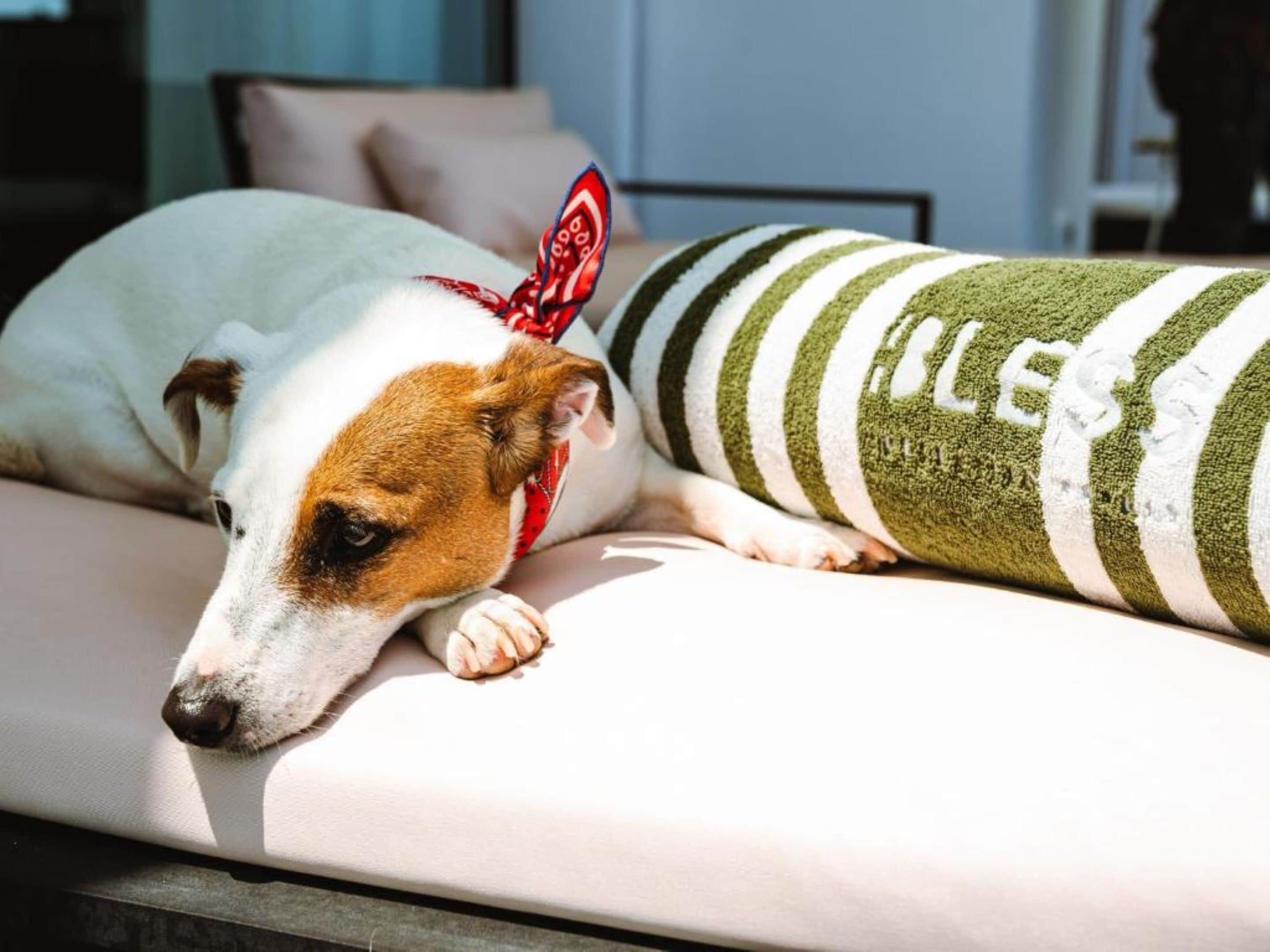A dog lying on a sofa with a striped blanket.