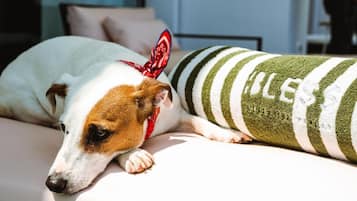 A dog lying on a sofa with a striped blanket.
