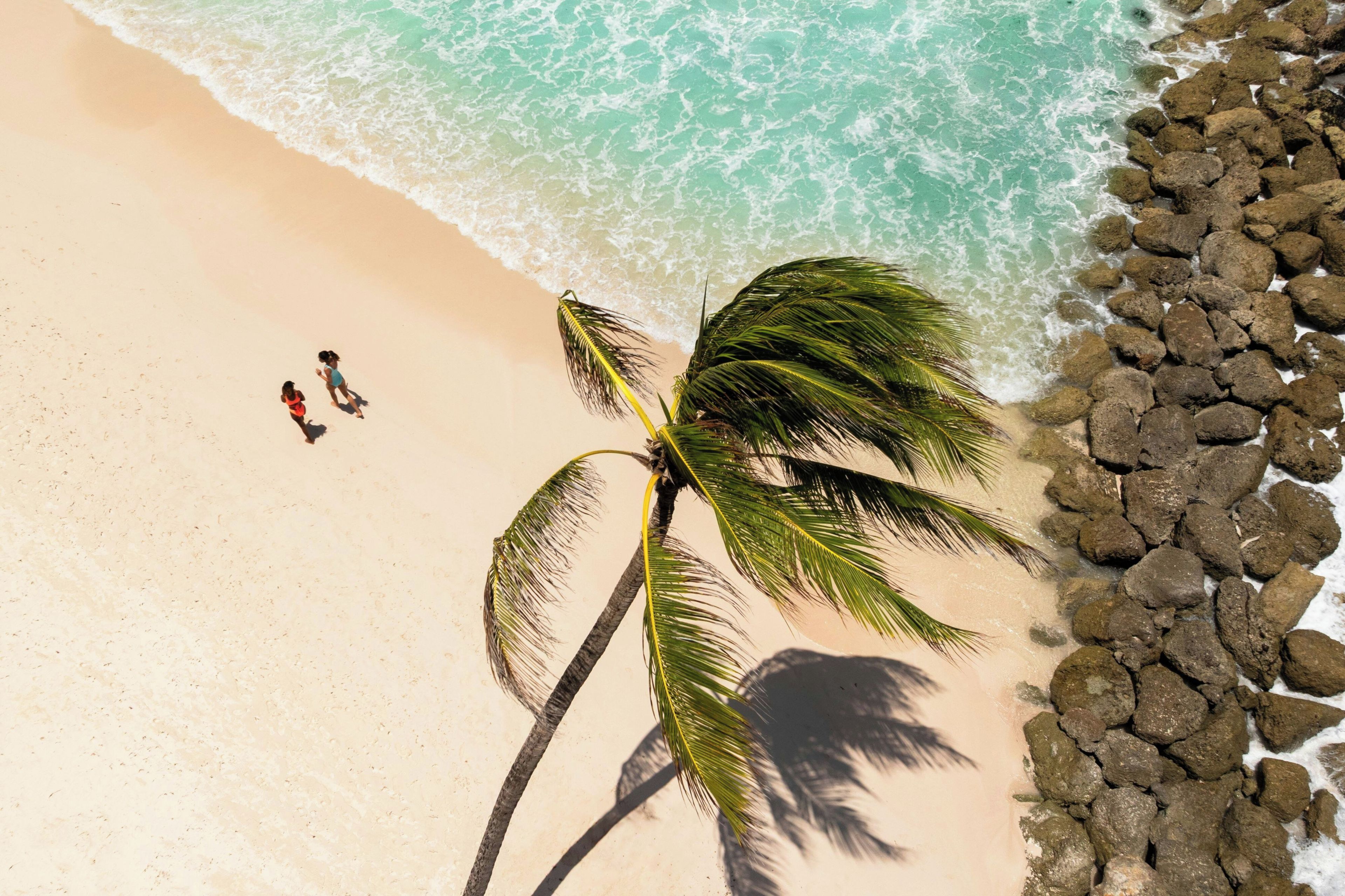 A beach with a palm tree and rocky shoreline.