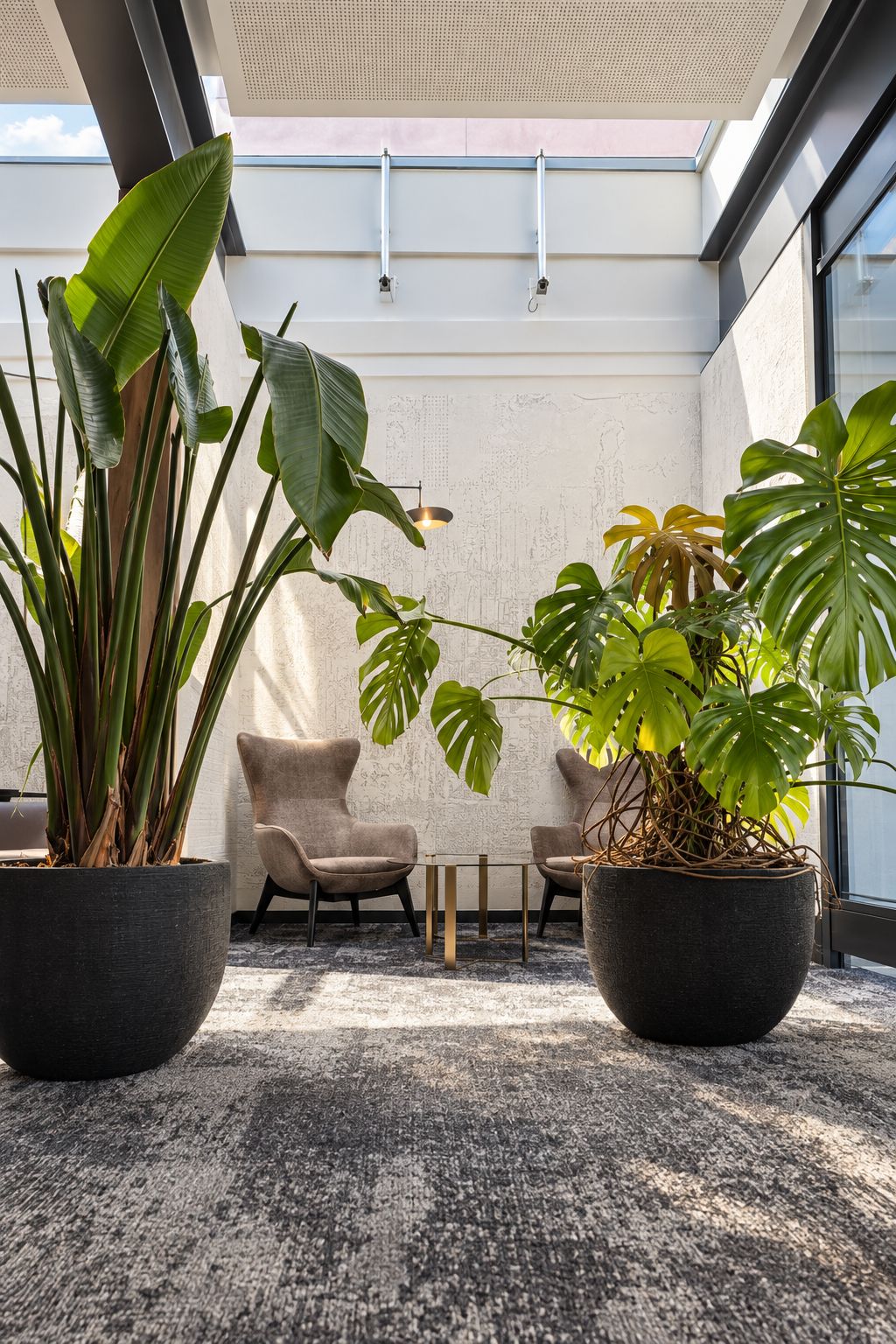 A modern interior with two large potted plants, a grey sofa, and a small table.