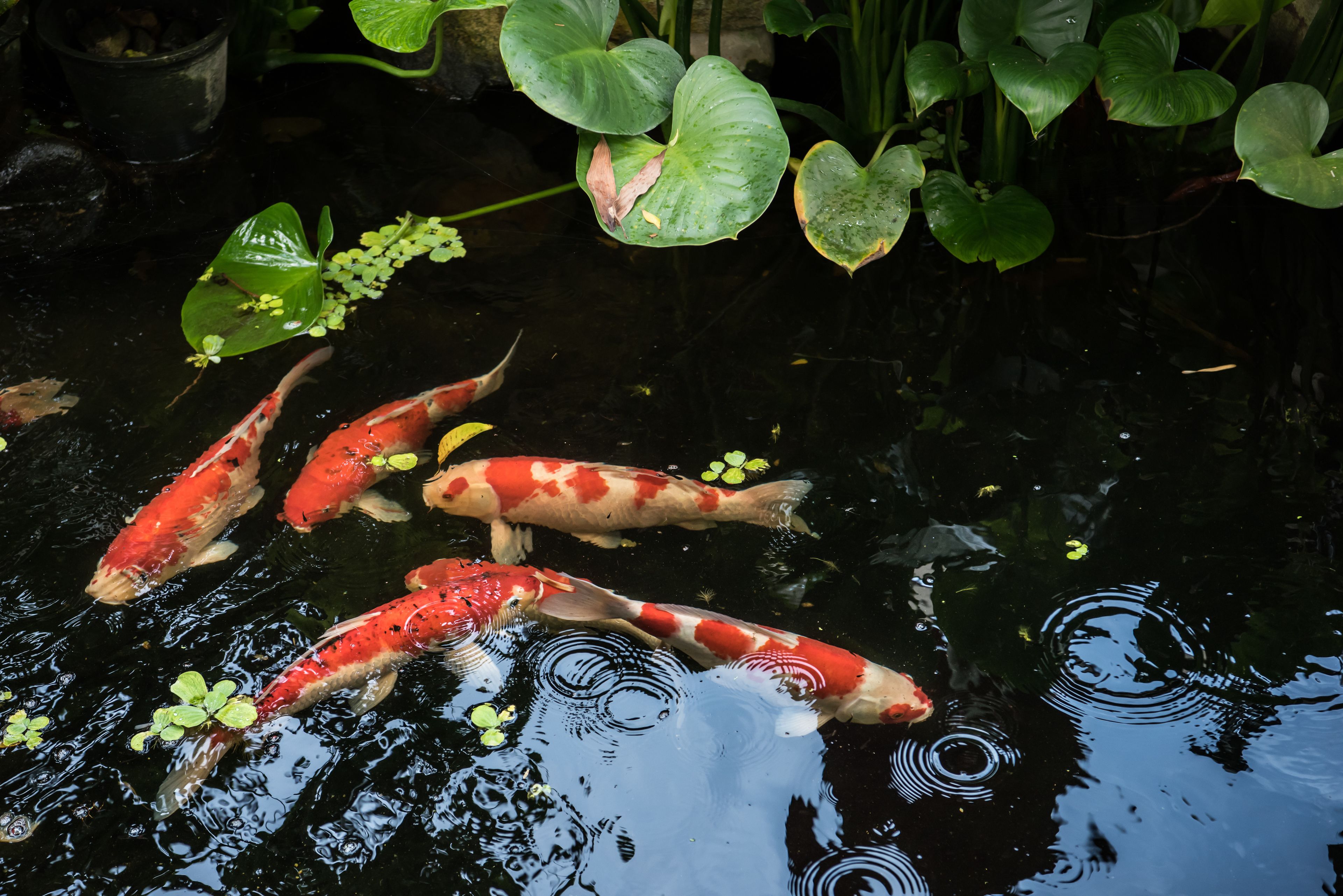 Pemandangan dari hartanah