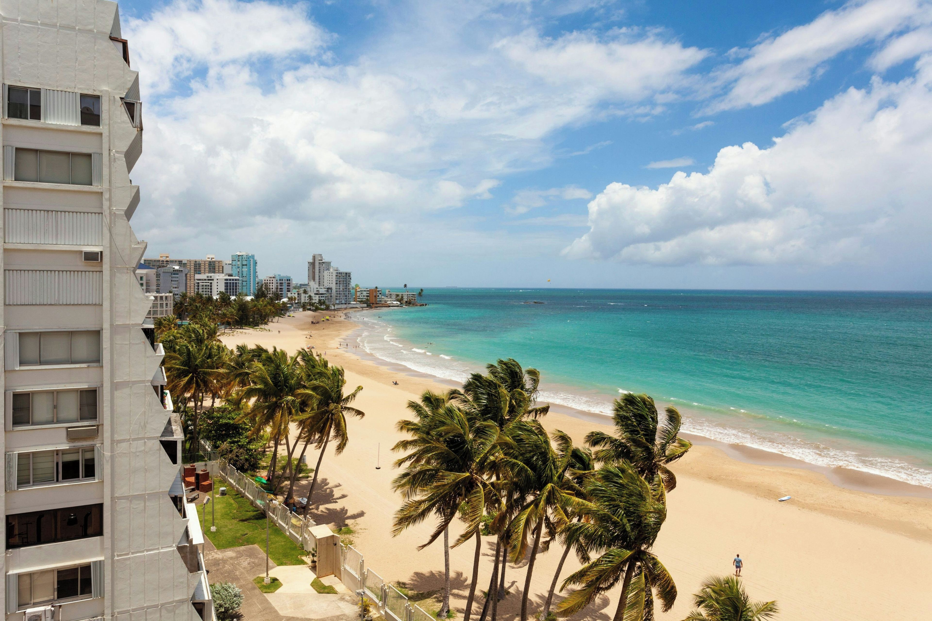 A beach with palm trees and a view of the ocean.