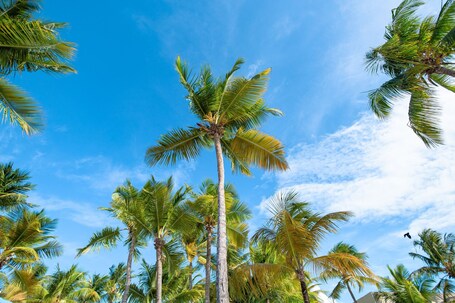 Courtyard by Marriott Isla Verde Beach Resort - Image 10