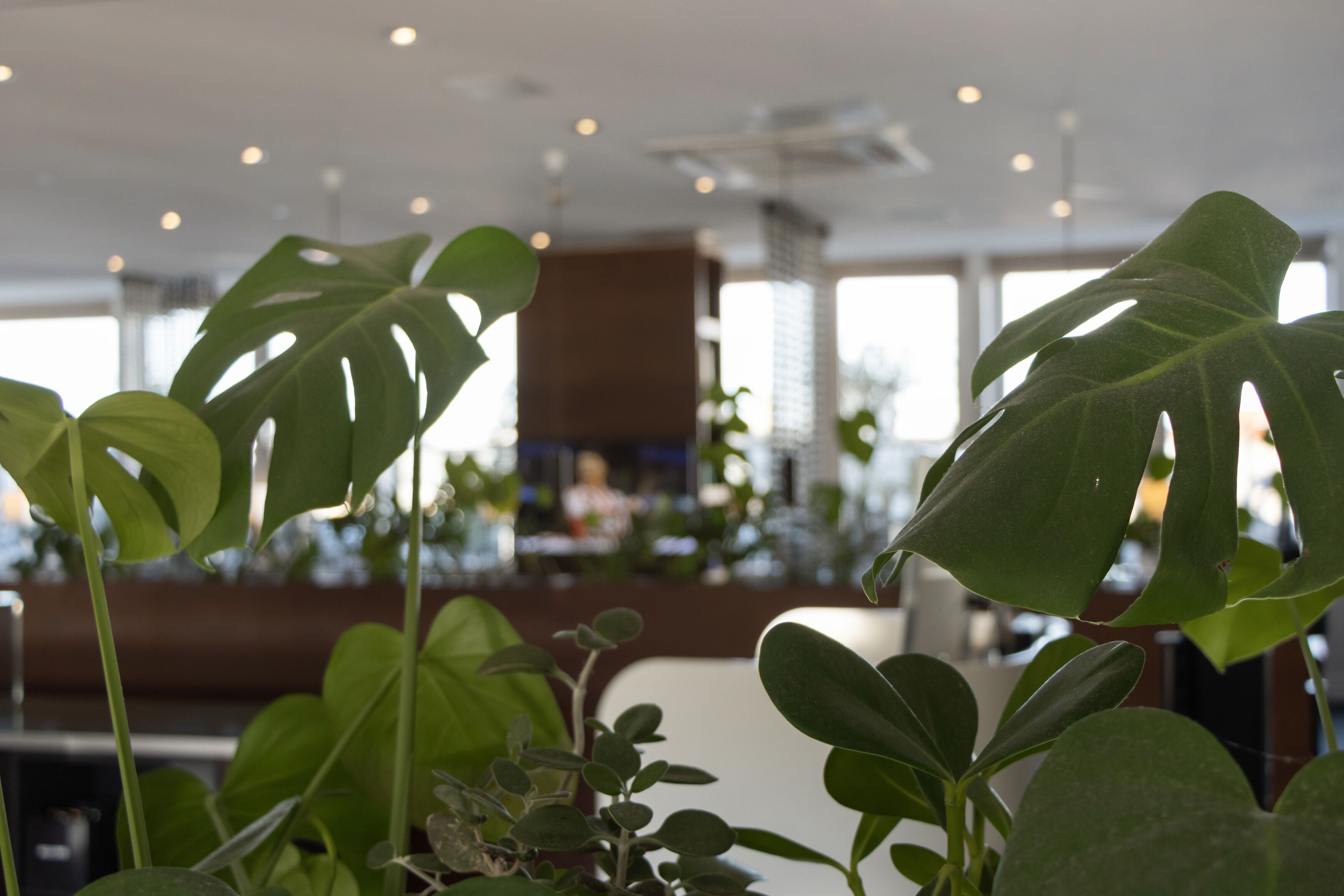 rooftop bar, al fresco dining, open daily